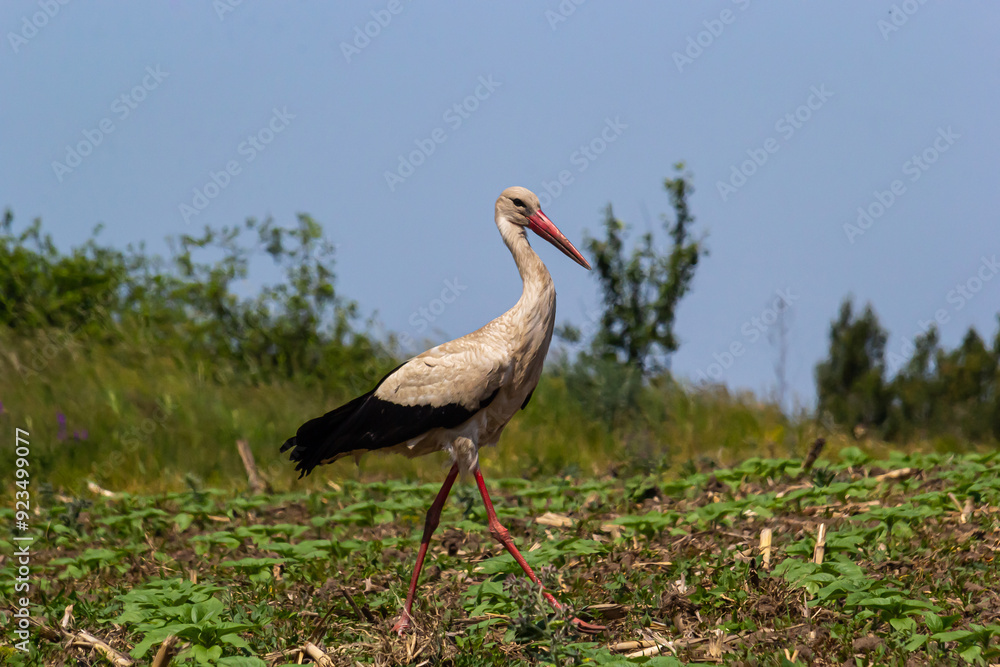 Fototapeta premium White stork, Ciconia ciconia bird is hunting on grassy swamp