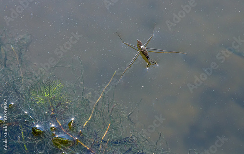 A closeup shot of Gerris lacustris or common pond skater photo