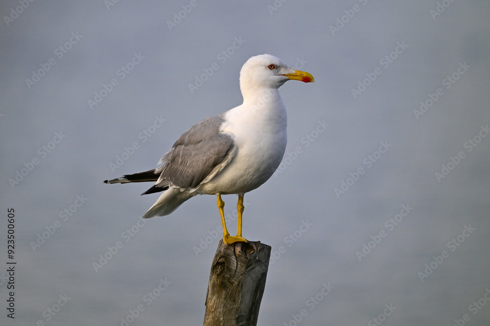 Mittelmeermöwe // Yellow-legged gull (Larus michahellis) Mittelmeermöwe // Yellow-legged gull (Larus michahellis)