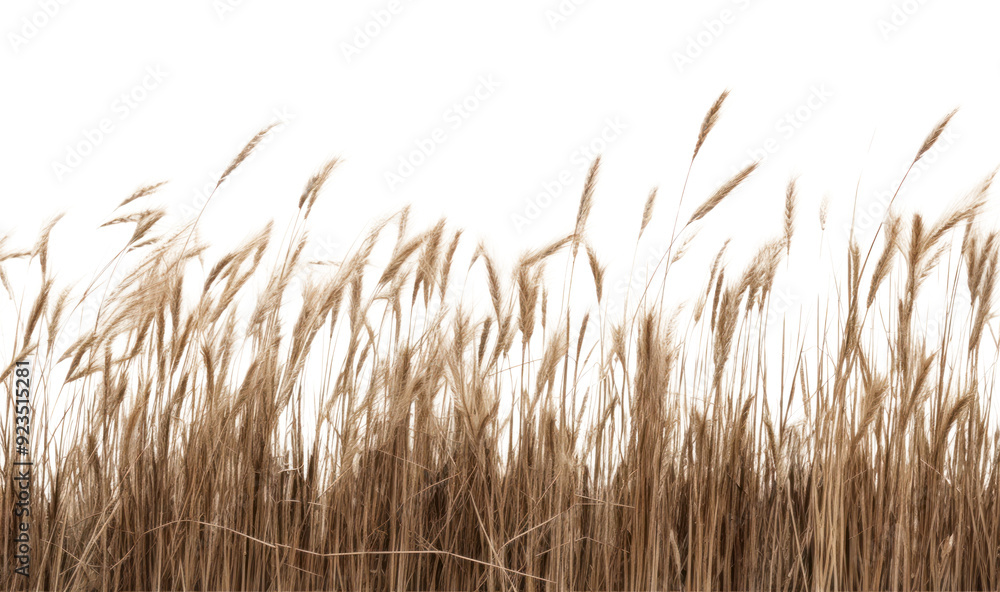 PNG Golden wheat field landscape PNG Golden wheat field landscape