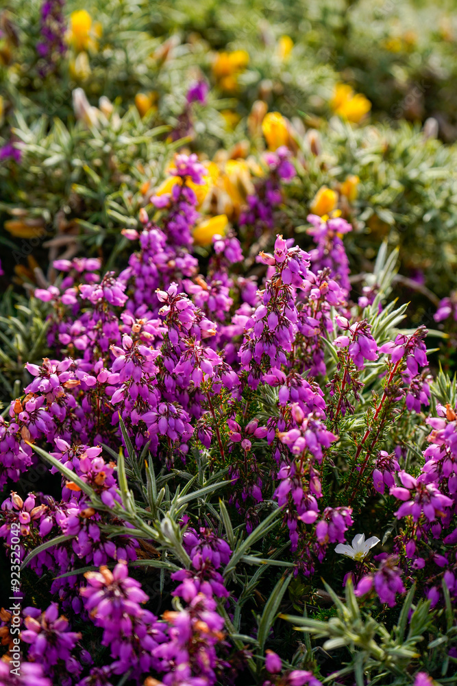 Bell heather, Erica cinerea at the cliffs, Galicia, Spain Bell heather, Erica cinerea at the cliffs, Galicia, Spain
