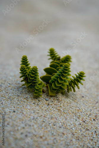 Sea Sandwort, Honckenya peploides, Galicia, Spain photo