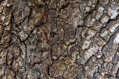 Close-up of Rough Tree Bark Texture. A detailed close-up photograph of rough, cracked tree bark showcasing the natural texture and patterns.