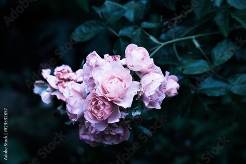 Small Bush Roses Pink