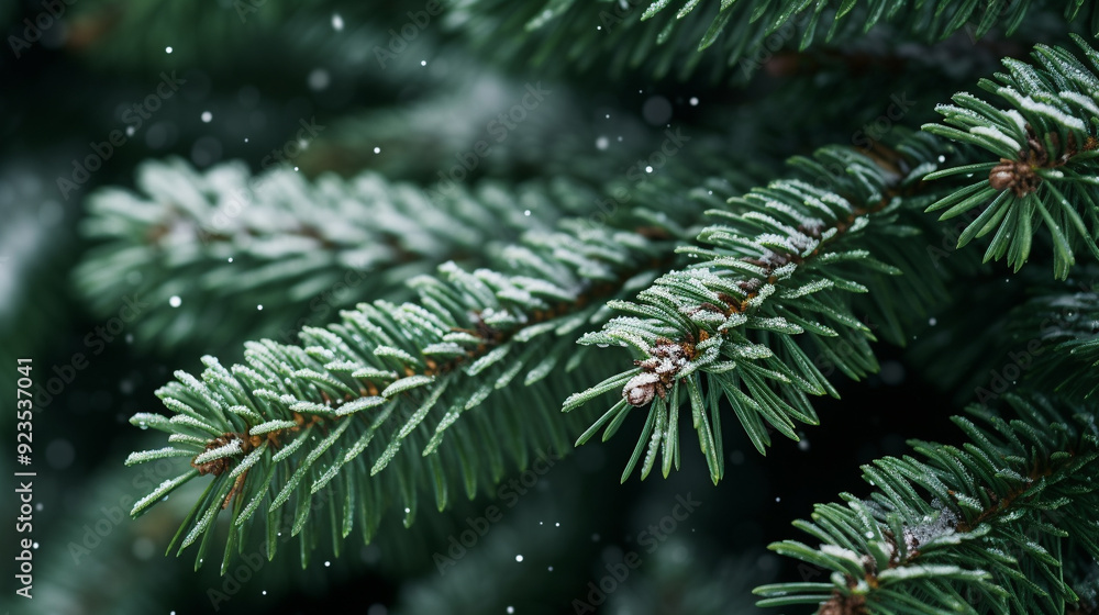 christmas tree branches with snow christmas tree branches with snow