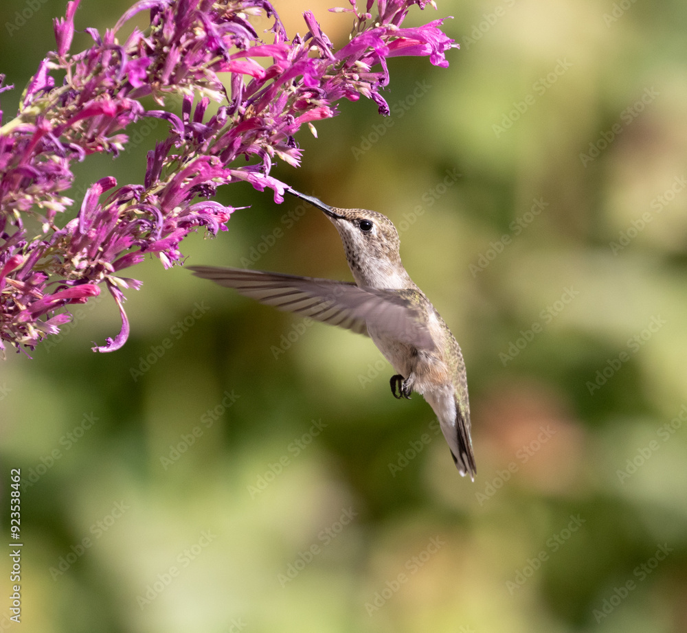 hummingbird feeding on flowers