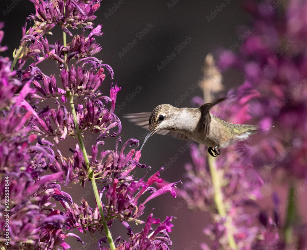 hummingbird with flowers
