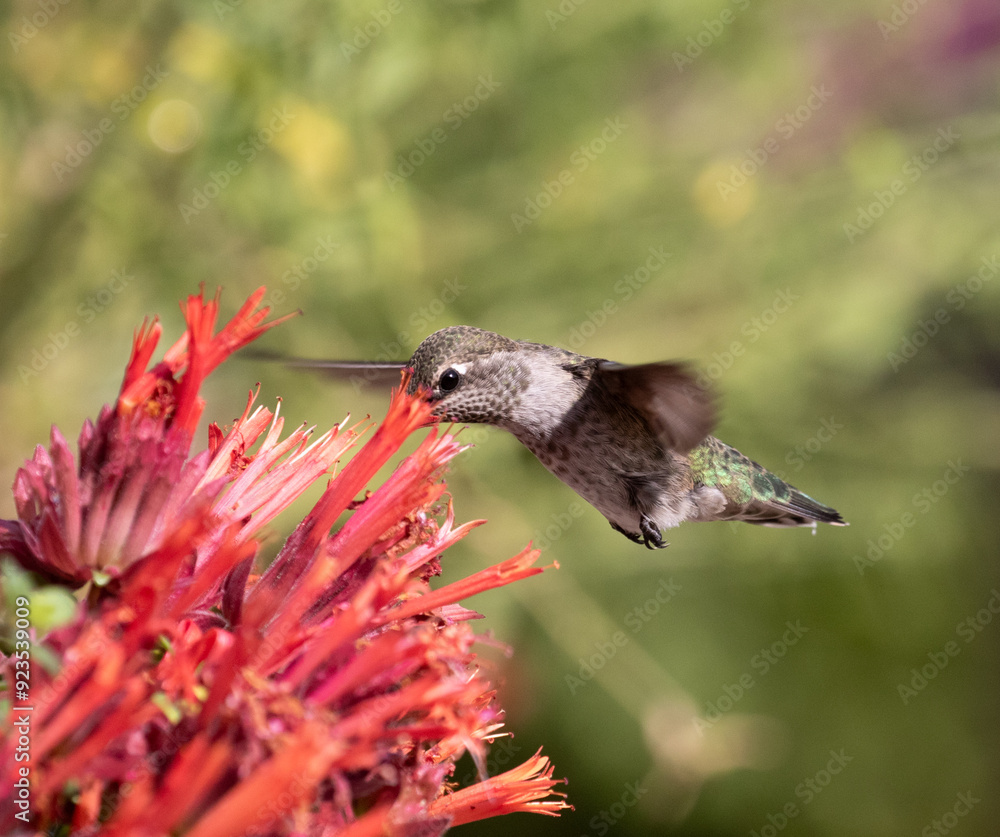 hummingbird with flowers