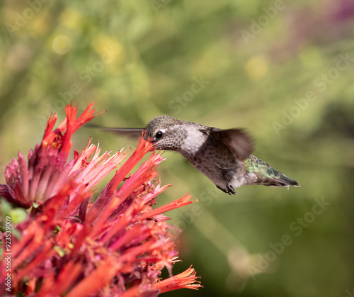 Obraz na płótnie hummingbird with flowers w salonie