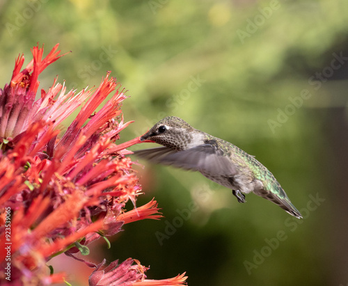 Obraz na płótnie hummingbird with flowers w salonie
