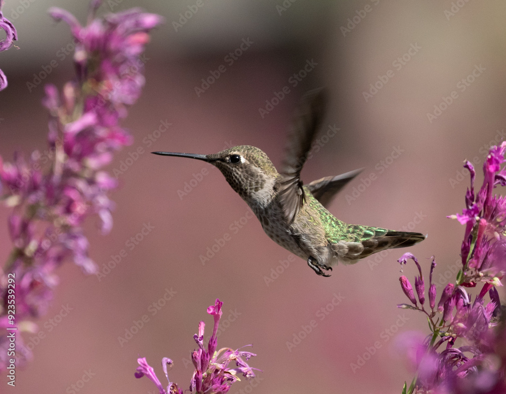 hummingbird with flowers