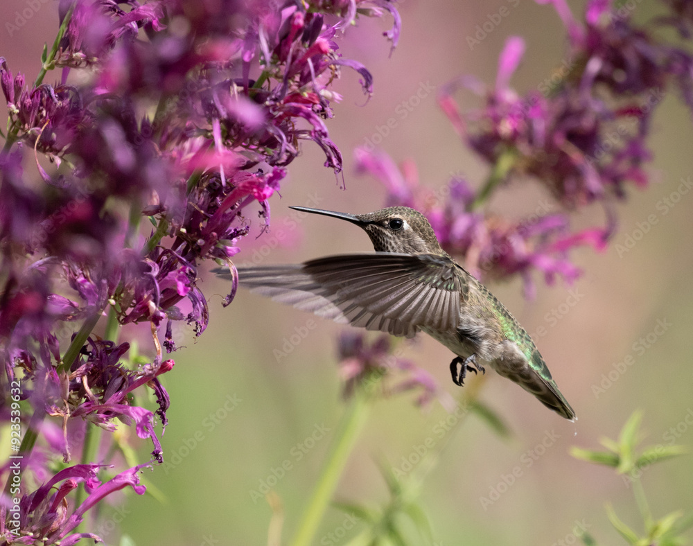 hummingbird with flowers