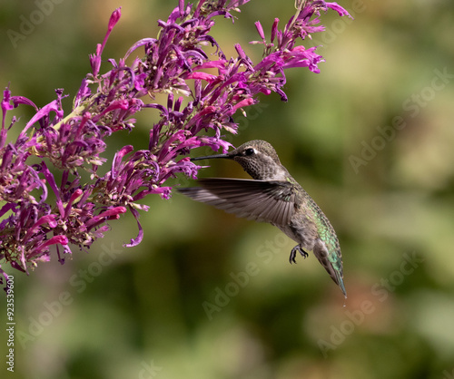 hummingbird with flowers