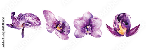 Orchids flower watercolor vector elements design