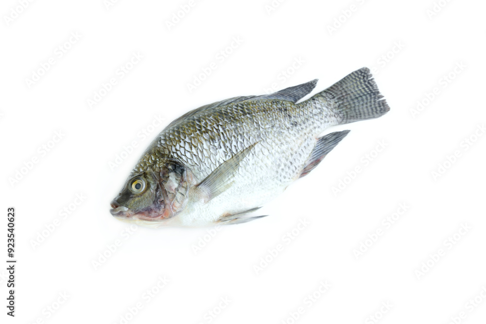 Nile Tilapia fish isolated on white background, Raw fish Nile Tilapia fish isolated on white background, Raw fish