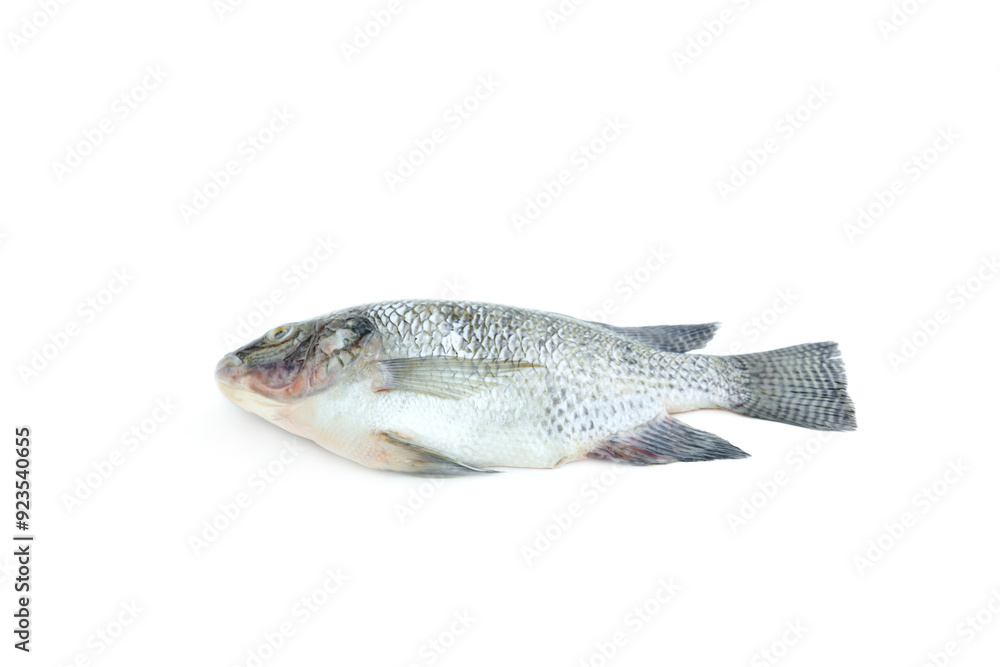 Nile Tilapia fish isolated on white background, Raw fish Nile Tilapia fish isolated on white background, Raw fish