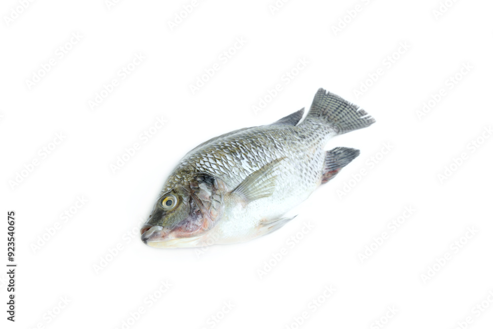 Nile Tilapia fish isolated on white background, Raw fish Nile Tilapia fish isolated on white background, Raw fish