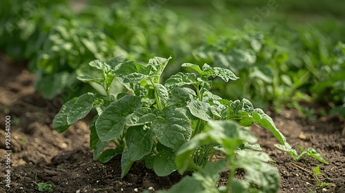 Green potato plants growing in a field.