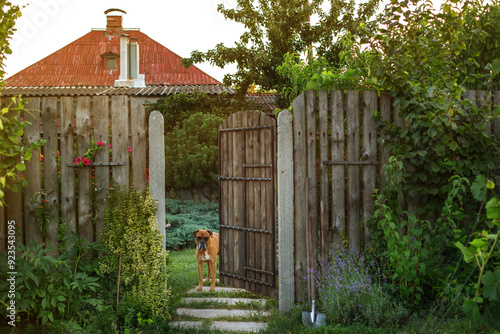 dog in the gate cozy view of the family house in the garden