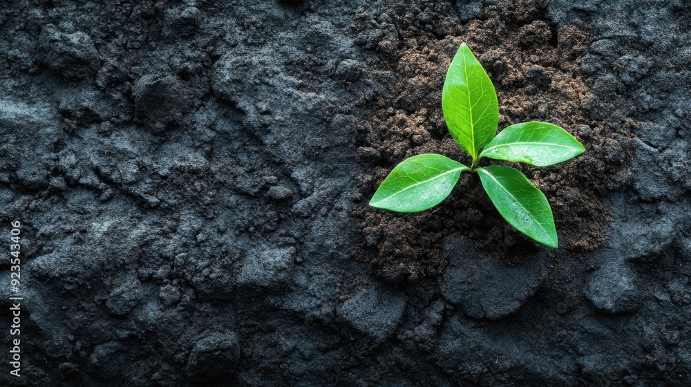 Naklejka premium World Soil Day. Seedling growing from soil. World environment day. Ecology, environmental protection, renewable, sustainable energy sources. The problem of climate change, drought. Horizontal banner