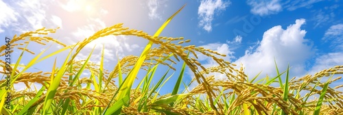 Bountiful Rice Harvest, Symbolizing Abundance and Agricultural Prosperity