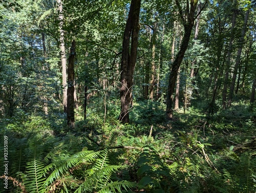 Scenes from a forest in Hoyt Arboretum in Forest Park in Washington Park in Portland, Oregon in the Pacific Northwest photo