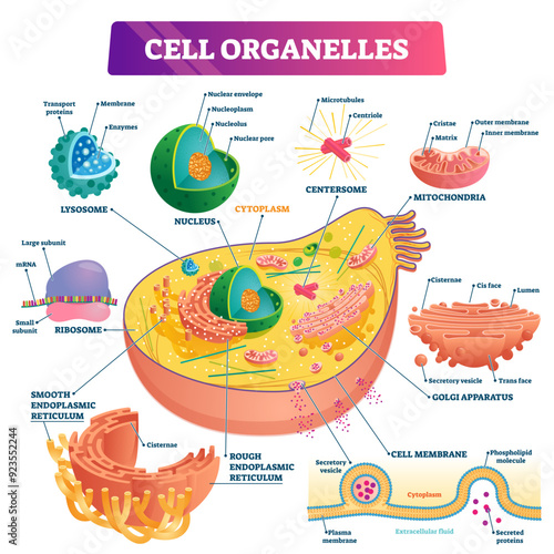 Cell organelles biological anatomy illustration diagram of the nucleus, cytoplasm liquid, centresome tubes, mitochondria, golgi apparatus, membrane, endoplasmic reticulum and RNA ribosome.