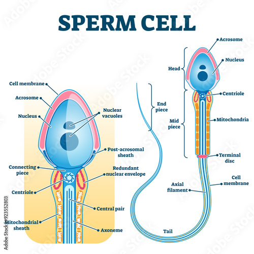Sperm cell anatomy, education fertility diagram, illustration labeled scheme, transparent background. Genetic science and human reproduction system research.