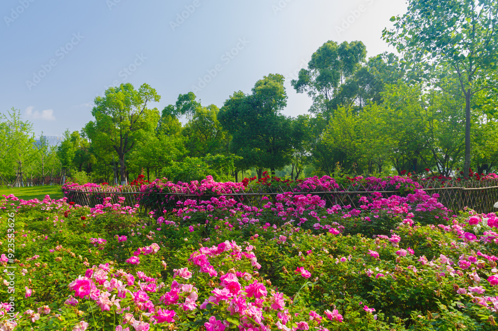 Summer scenery of Wuhan East Lake Scenic Area Summer scenery of Wuhan East Lake Scenic Area