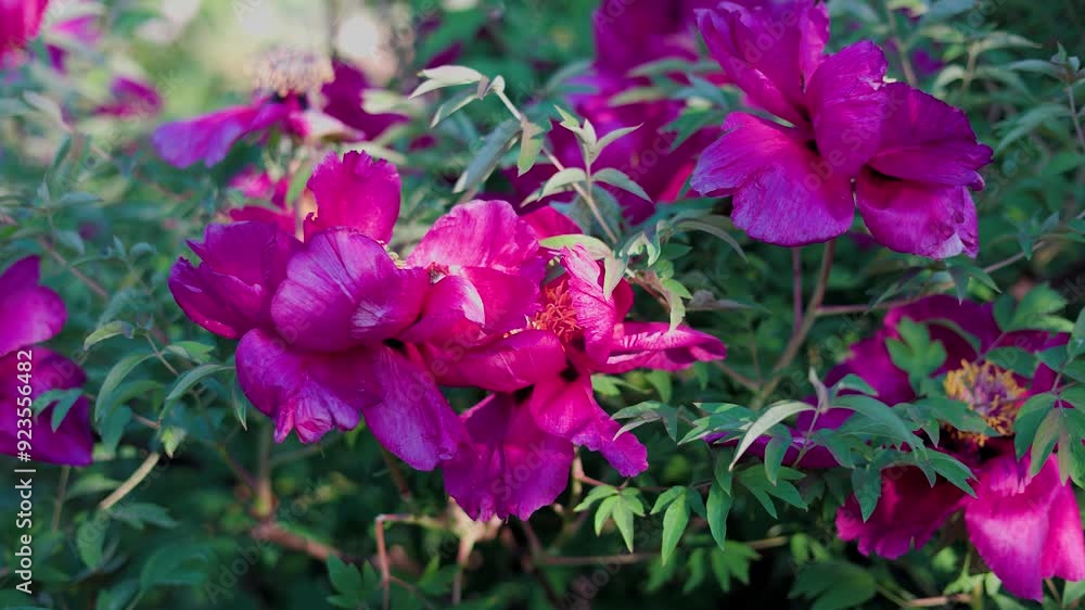 Beautiful red peony on a green background. A beautiful flower sways in the wind. The sun's rays illuminate the green leaves and grass. Beautiful red peony on a green background. A beautiful flower sways in the wind. The sun's rays illuminate the green leaves and grass.