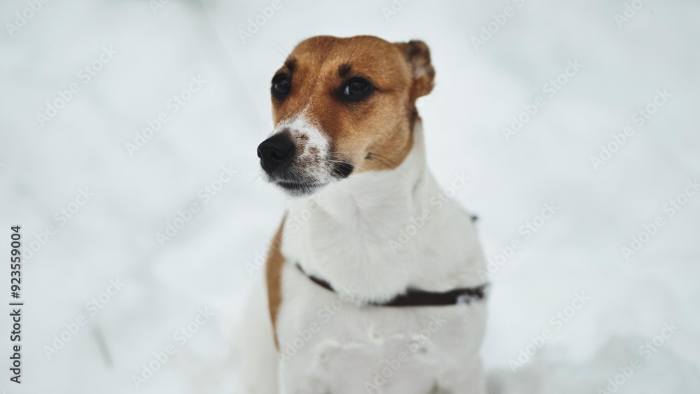 A Jack Russell Terrier trembles in the winter snow. A Jack Russell Terrier trembles in the winter snow.