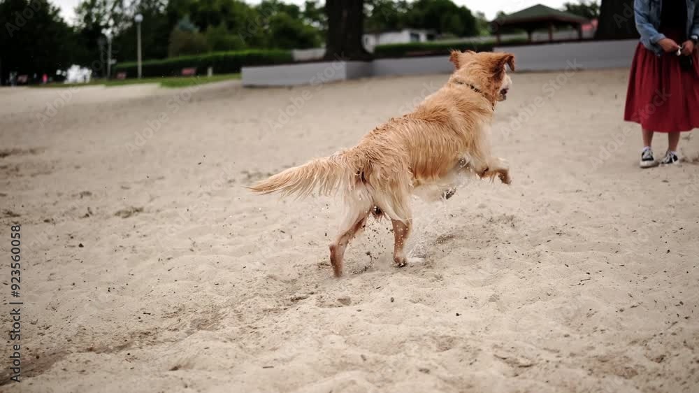 Cute, Wet Golden Retriever Runs On The Beach, Shaking Off Water Cute, Wet Golden Retriever Runs On The Beach, Shaking Off Water