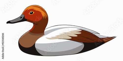 Canvasback Duck 
