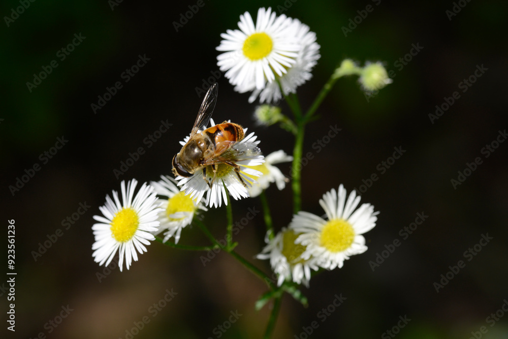 Mistbiene, Scheinbienen-Keilfleckschwebfliege, Eristalis tenax Mistbiene, Scheinbienen-Keilfleckschwebfliege, Eristalis tenax