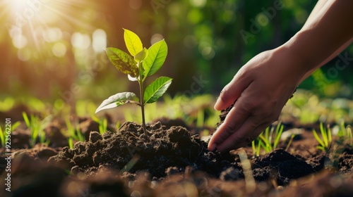Wallpaper Mural A company plants trees for carbon offset, showing commitment to sustainability and a greener future. Torontodigital.ca