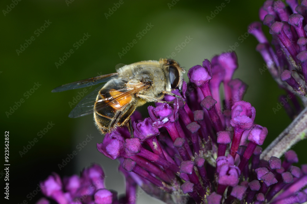 Gemeine Keilfleckschwebfliege, Eristalis pertinax Gemeine Keilfleckschwebfliege, Eristalis pertinax