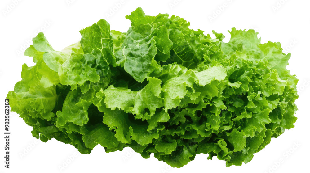 Lettuce transparent background Lettuce transparent background