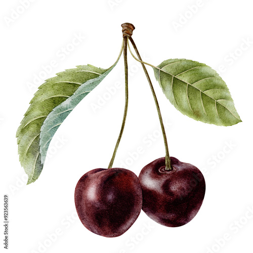 Sweet Cherry fruits and leaves. Sweet sour ripe juicy cherry berries. Isolated hand drawn watercolor illustration. Botanical Clip art for menu, package, wrapping paper, cosmetic, textile, cards