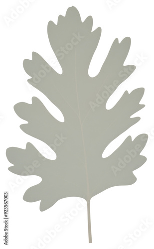 Minimalistic oak leaf illustration