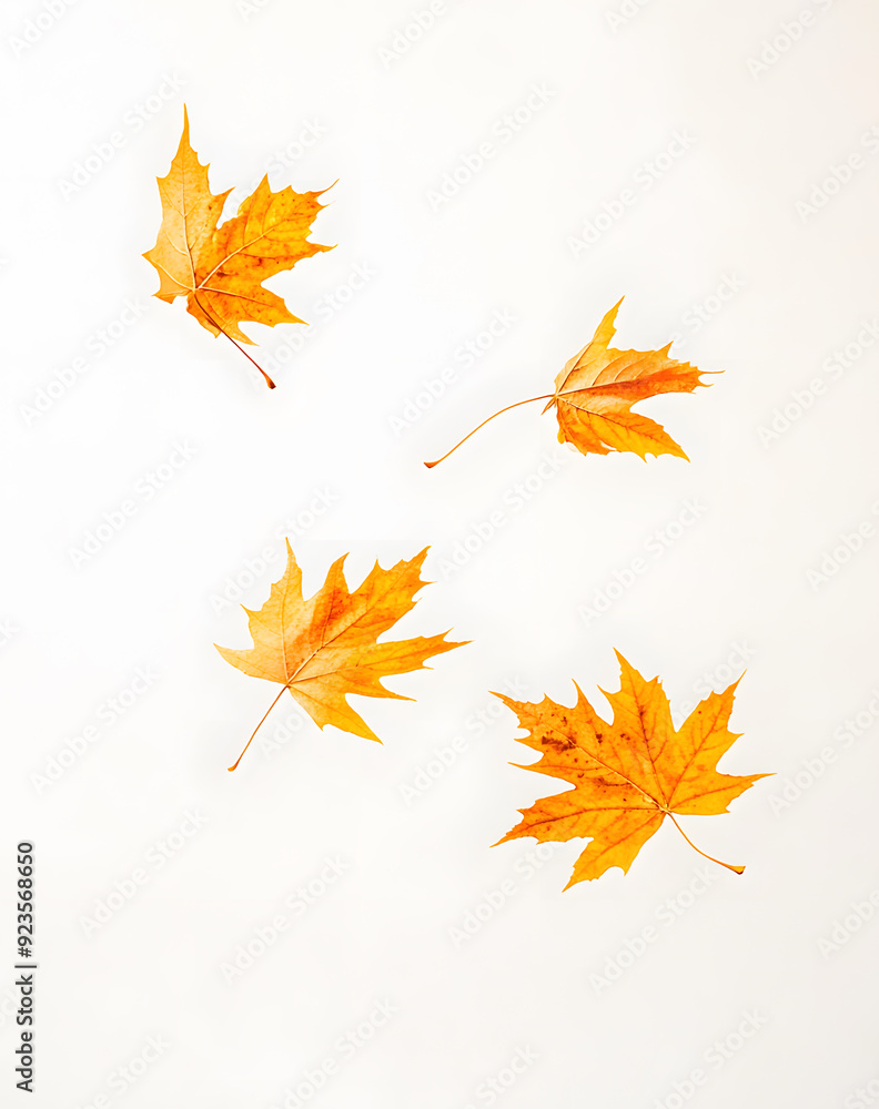 Realistic yellow and orange maple leaves falling against a white background Realistic yellow and orange maple leaves falling against a white background