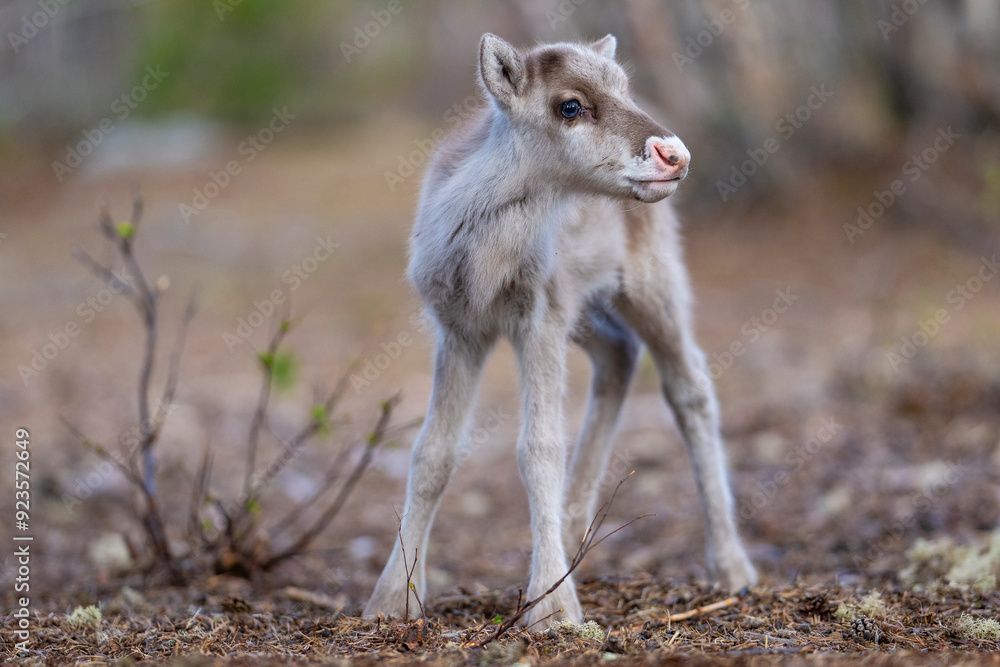 Reindeer calf portrait