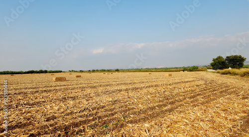 Photos Corn stalk bales in a corn field after harvesting in the month August