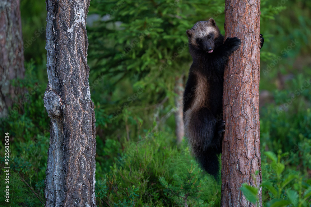 Fototapeta premium Wolverine in the forest
