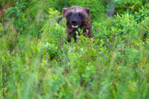 Wolverine in the forest photo