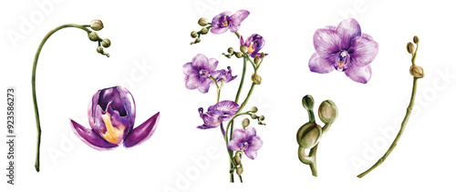 Orchids watercolor vector elements design