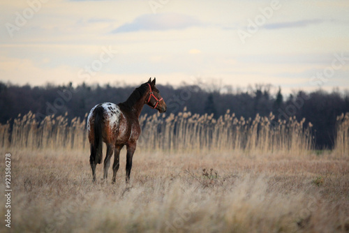 horse photo