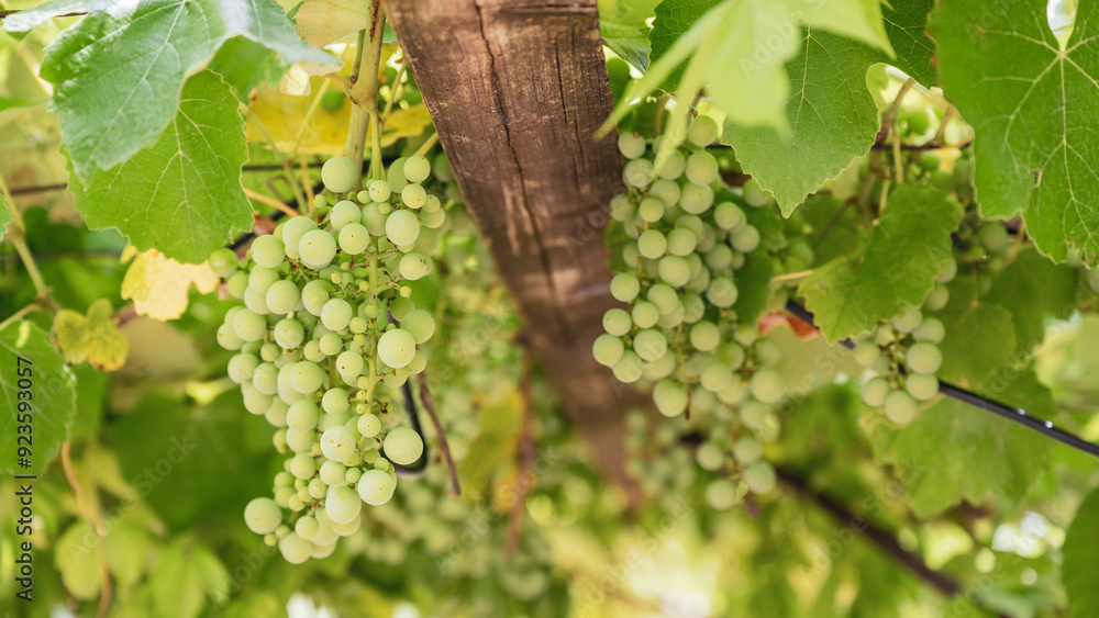 A bunch of grapes hanging on the vine to be used for wine making A bunch of grapes hanging on the vine to be used for wine making