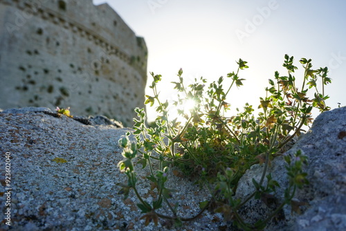 Resilent plant growing over an ancient wall photo