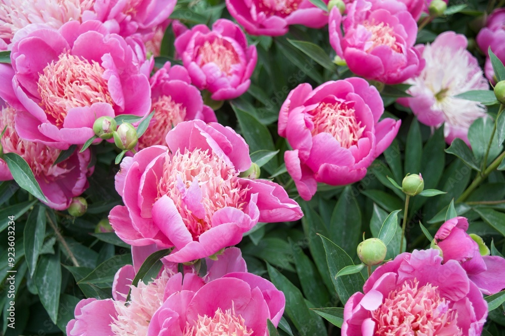 Budding Pink Peonies 