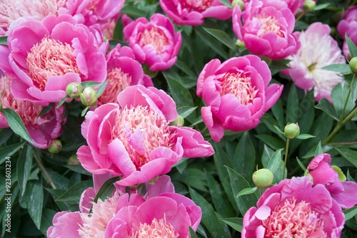 Budding Pink Peonies 